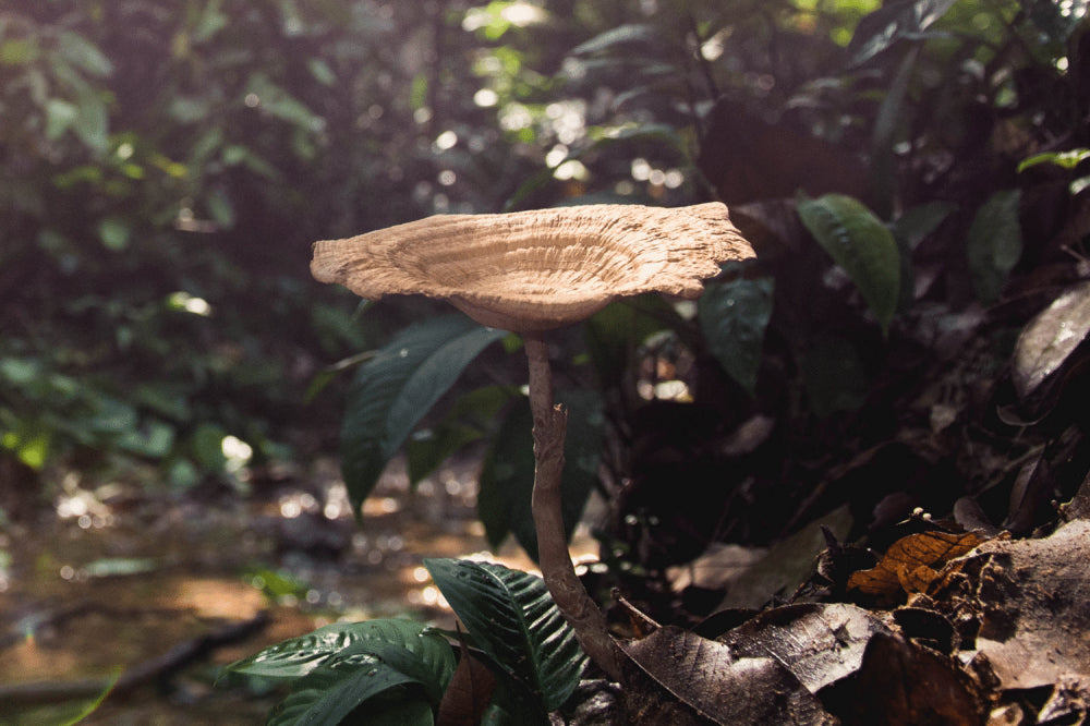 Tiger Milk Mushroom: What's So Special About Them