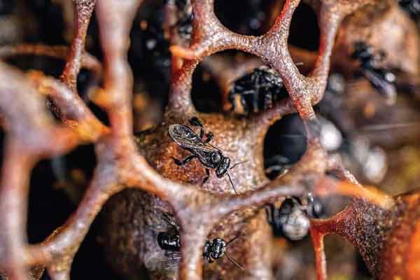 Stingless Bee Honey vs. Honey Bee: Benefits, Differences, and Why Sour Honey is More Nutritious