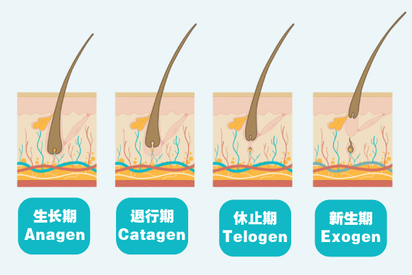 Hair Growth -  BaiZiGui